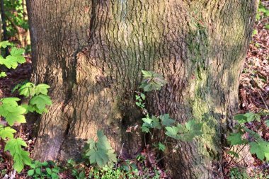 Meşe ve diğer ağaçların güzel ayrıntılı ağaç kabuğu görünümüne yakın
