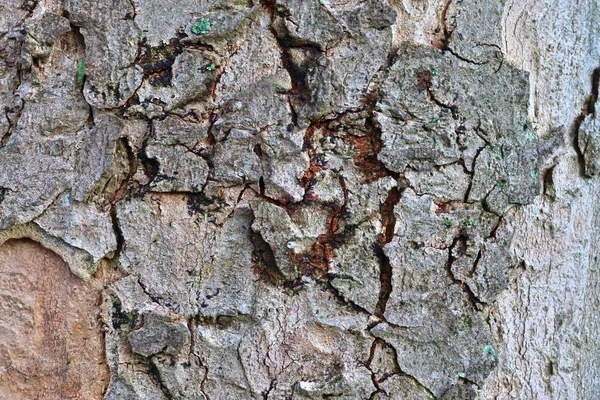 Nahsicht Auf Schön Detaillierte Baumrinde Von Eichen Und Anderen Bäumen — Stockfoto