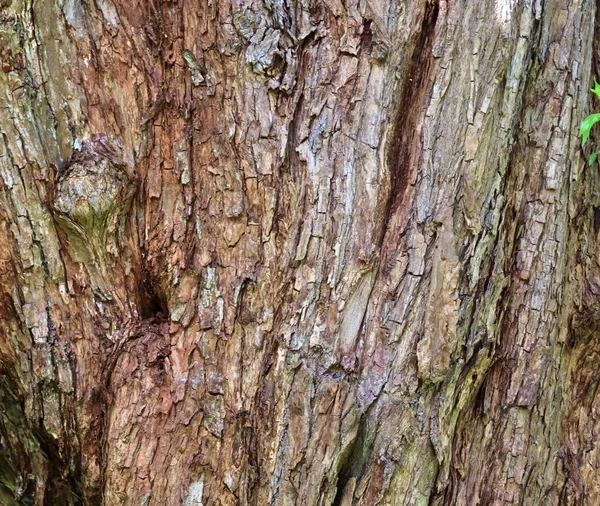Zavřít Pohled Nádherně Detailní Stromovou Kůru Dubů Dalších Stromů — Stock fotografie
