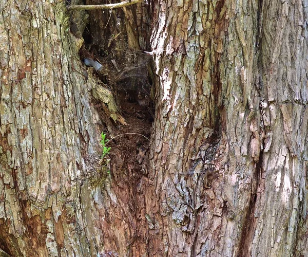 Close Uitzicht Prachtig Gedetailleerde Boom Schors Van Eiken Andere Bomen — Stockfoto