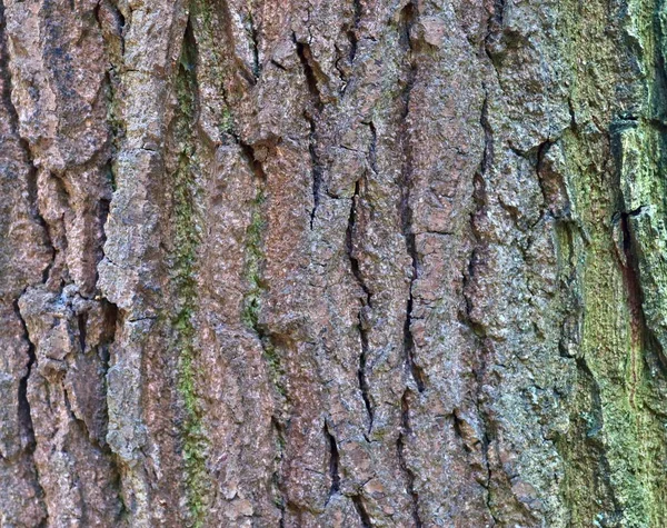 Vue Rapprochée Sur Écorce Arbre Magnifiquement Détaillée Chênes Autres Arbres — Photo