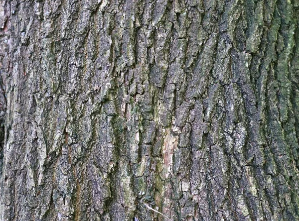 Meşe Diğer Ağaçların Güzel Ayrıntılı Ağaç Kabuğu Görünümüne Yakın — Stok fotoğraf