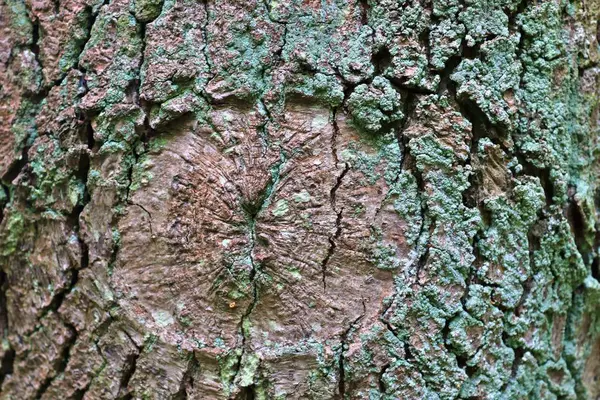 Vista Perto Casca Árvore Lindamente Detalhada Carvalhos Outras Árvores — Fotografia de Stock