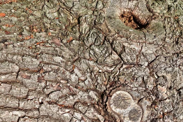 Close View Beautifully Detailed Tree Bark Oaks Other Trees — Stock Photo, Image