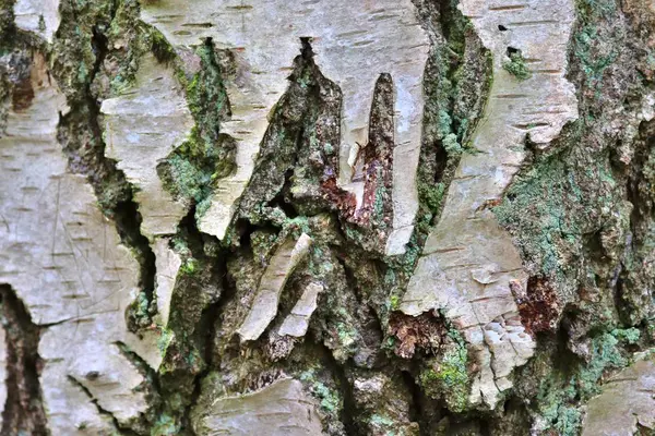 Vista Perto Casca Árvore Lindamente Detalhada Carvalhos Outras Árvores — Fotografia de Stock