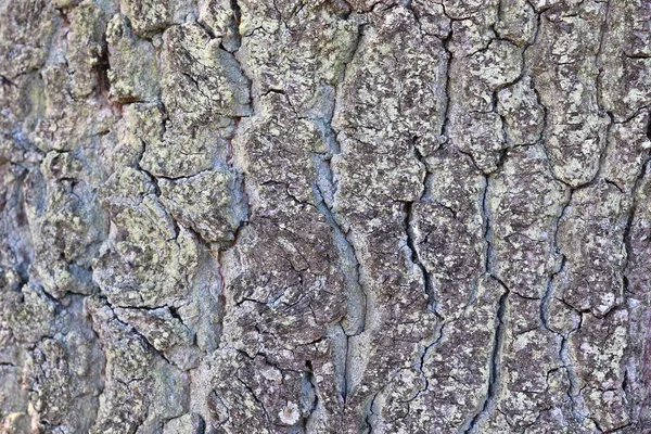 Meşe Diğer Ağaçların Güzel Ayrıntılı Ağaç Kabuğu Görünümüne Yakın — Stok fotoğraf