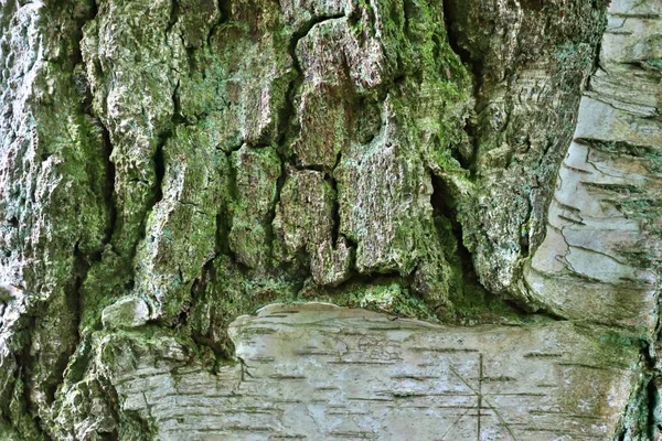 Vista Perto Casca Árvore Lindamente Detalhada Carvalhos Outras Árvores — Fotografia de Stock