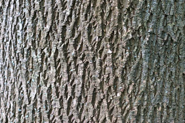 Κλείστε Θέα Όμορφα Λεπτομερή Φλοιό Δέντρων Βελανιδιών Και Άλλων Δέντρων — Φωτογραφία Αρχείου