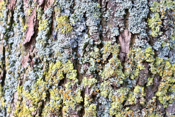 靠近橡树和其他树木精美细致的树皮的特写 — 图库照片