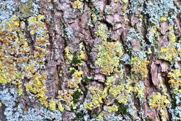 オークや他の木の美しく詳細な樹皮のクローズアップビュー — ストック写真