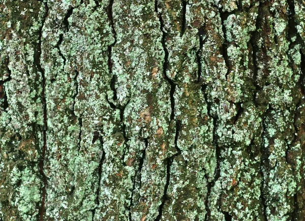 Close View Beautifully Detailed Tree Bark Oaks Other Trees — Stock Photo, Image