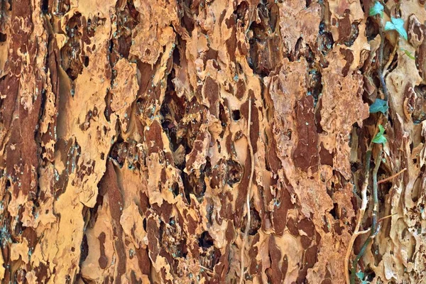 Närbild Visa Vackert Detaljerad Träd Bark Ekar Och Andra Träd — Stockfoto