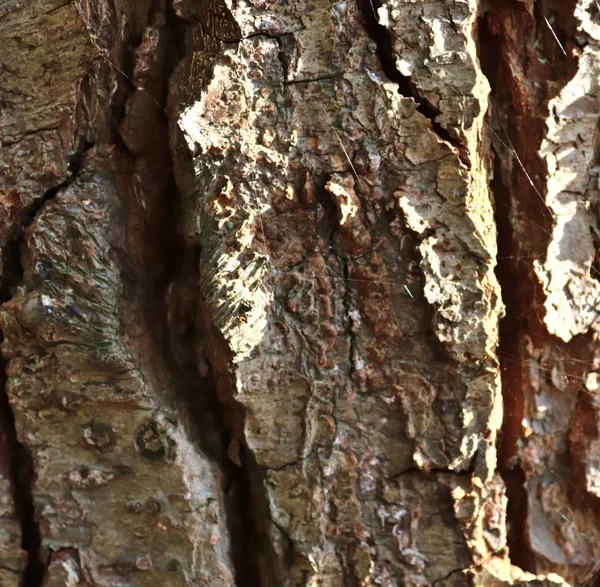 Vista Perto Casca Árvore Lindamente Detalhada Carvalhos Outras Árvores — Fotografia de Stock