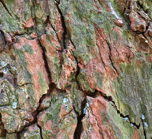 Vista Perto Casca Árvore Lindamente Detalhada Carvalhos Outras Árvores — Fotografia de Stock