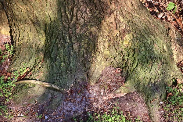 Zavřít Pohled Nádherně Detailní Stromovou Kůru Dubů Dalších Stromů — Stock fotografie