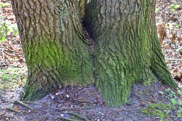 Widok Bliska Pięknie Szczegółowej Kory Drzew Dębów Innych Drzew — Zdjęcie stockowe