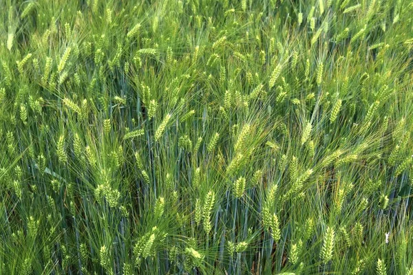 Vista Detallada Los Campos Cultivo Agrícola Verde Día Verano — Foto de Stock