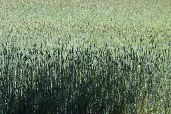 夏の日の緑の作物畑の詳細なビュー — ストック写真
