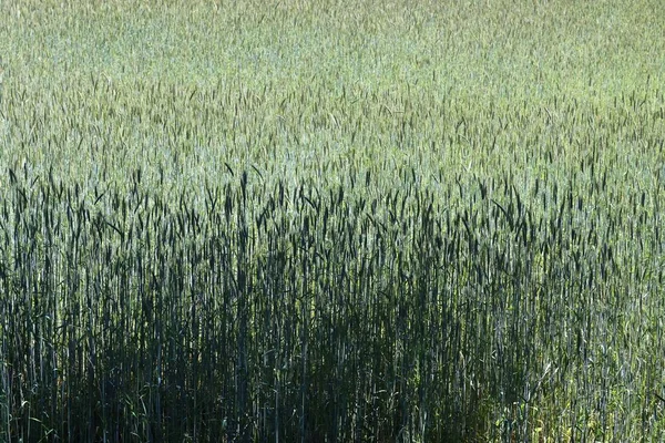 Vista Detallada Los Campos Cultivo Agrícola Verde Día Verano — Foto de Stock