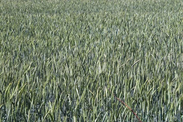 Detaljerad Syn Grön Jordbruks Odlingsfält Sommardag — Stockfoto