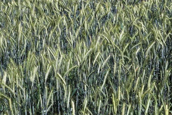 Detailansicht Grüner Landwirtschaftlicher Getreidefelder Einem Sommertag — Stockfoto