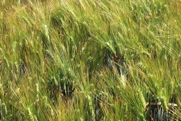 Detailansicht Grüner Landwirtschaftlicher Getreidefelder Einem Sommertag — Stockfoto