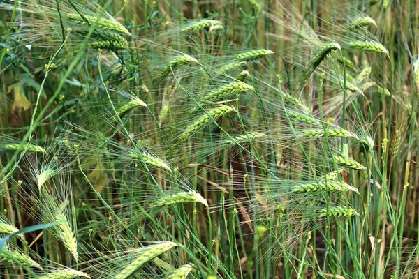 Vista Detallada Los Campos Cultivo Agrícola Verde Día Verano — Foto de Stock