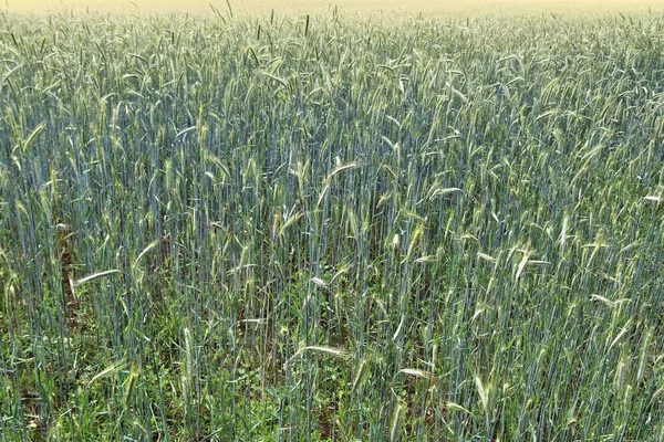 Detailansicht Grüner Landwirtschaftlicher Getreidefelder Einem Sommertag — Stockfoto