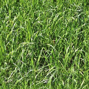 Boyutu fazla 6 megapiksel ile 3d modelleme için yeşil çim ve bitkilerin yüksek çözünürlüklü görünüyor doku