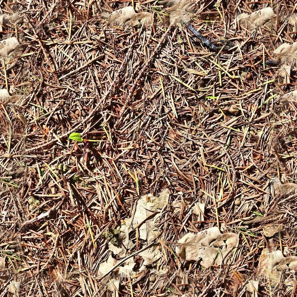 Textura Sem Emenda Alta Resolução Terreno Florestal Com Folhas Outono — Fotografia de Stock