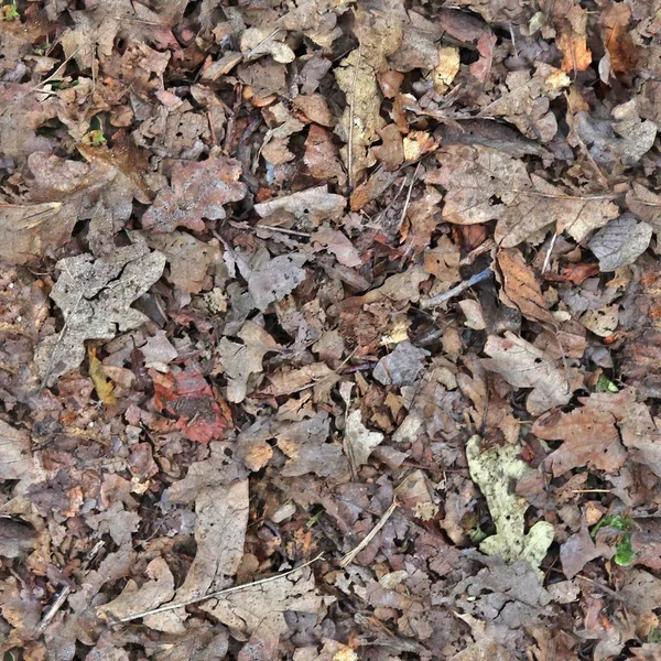 High Resolution Seemless Texture Forest Ground Autumn Leaves Modelling More — Stock Photo, Image