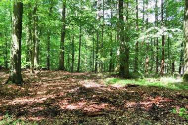 Yeşil ağaçlarla dolu bir Avrupa ormanına güzel bir manzara