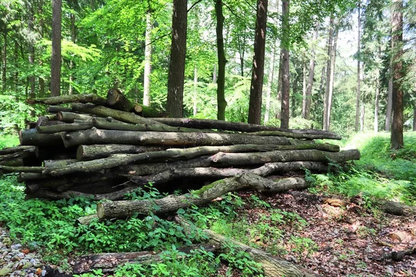 Bela Vista Para Uma Floresta Europeia Cheia Árvores Verdes — Fotografia de Stock
