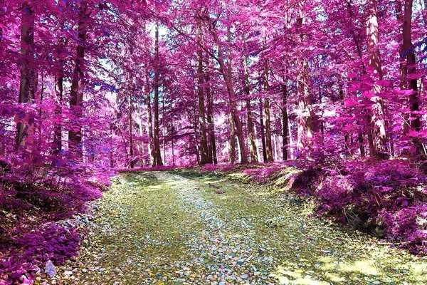 Hermosa Vista Infrarroja Bosque Fantasía Púrpura — Foto de Stock