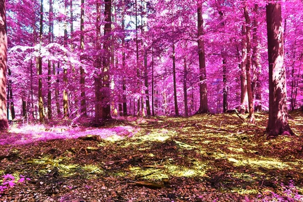 Vista Infravermelha Bonita Uma Floresta Fantasia Roxa — Fotografia de Stock