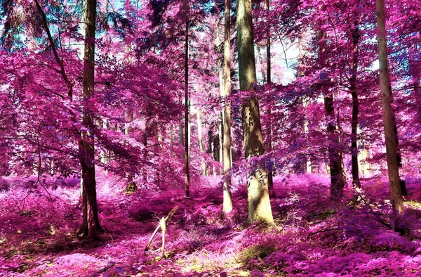 Vista Infravermelha Bonita Uma Floresta Fantasia Roxa — Fotografia de Stock