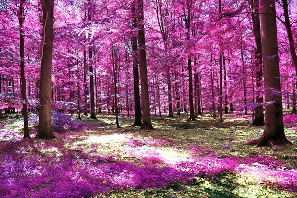 Vista Infravermelha Bonita Uma Floresta Fantasia Roxa — Fotografia de Stock