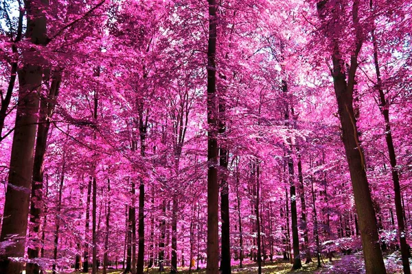 Mor Bir Fantezi Ormanına Güzel Kızılötesi Görünüm — Stok fotoğraf