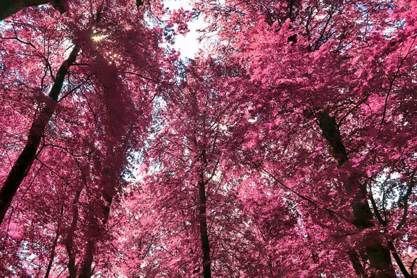 Gyönyörű Infravörös Nézet Egy Lila Fantázia Erdőbe — Stock Fotó