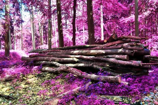 Hermosa Vista Infrarroja Bosque Fantasía Púrpura —  Fotos de Stock