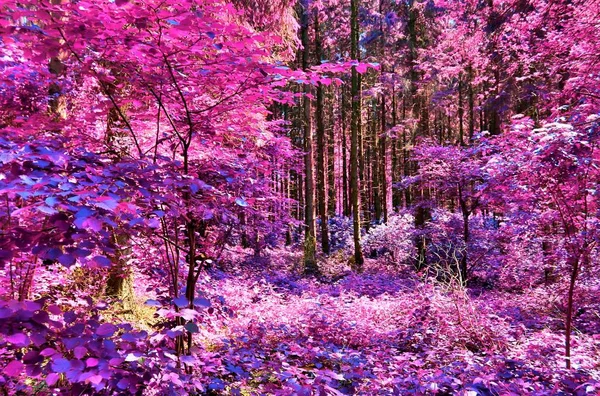 Belle Vue Infrarouge Dans Une Forêt Imaginaire Violette — Photo