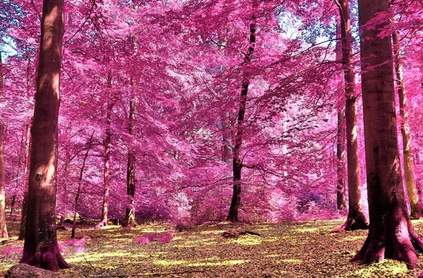 Belle Vue Infrarouge Dans Une Forêt Imaginaire Violette — Photo