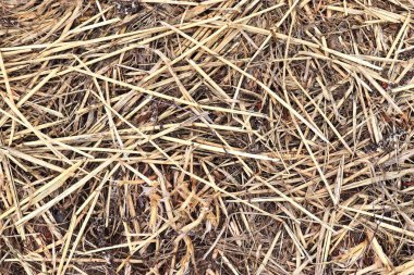 Bir çiftlikte görülen saman ve saman detaylı yakın yüzey