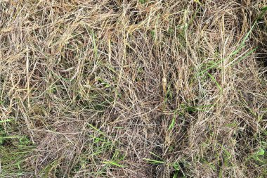 Bir çiftlikte görülen saman ve saman detaylı yakın yüzey