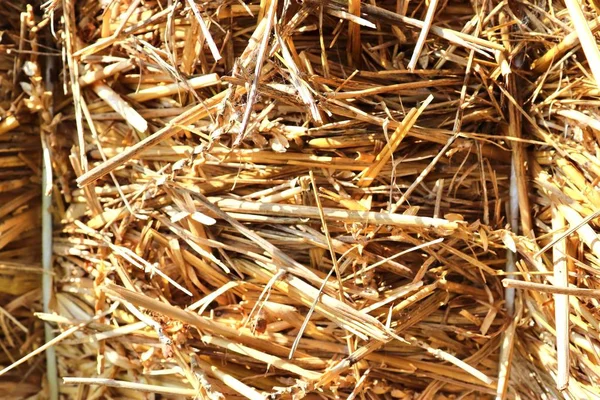 在农场上看到的稻草和干草的详细特写表面 — 图库照片