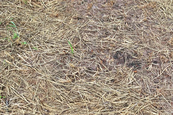 Surface Gros Plan Détaillée Paille Foin Vue Sur Une Ferme — Photo