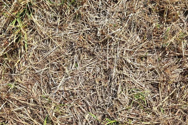 Surface Gros Plan Détaillée Paille Foin Vue Sur Une Ferme — Photo