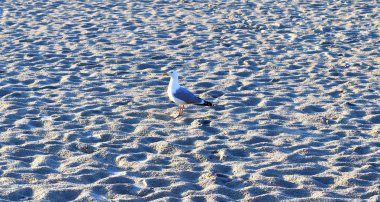 Kiel Almanya'da limanın iskele duvarında aç deniz martı