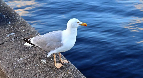 Hungry sea gull at a quay wall of the port in Kiel Germany