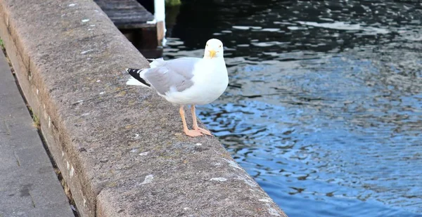 Hungrige Möwe Einer Kaimauer Des Hafens Kiel Deutschland — Stockfoto